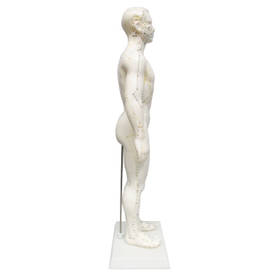 Soft Vinyl Male Meridian Acupuncture Model