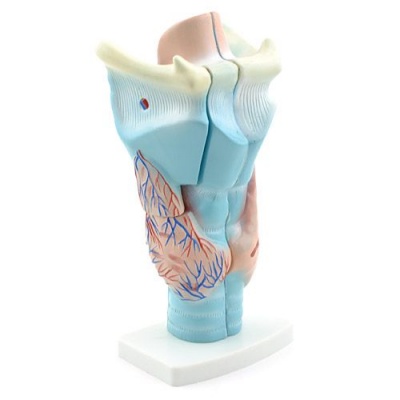 Three-Part Larynx Model