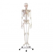 Full Size Anatomical Skeleton With Muscle Marking Arnold