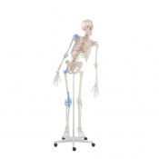 Detailed Anatomical Therapy Skeleton Max