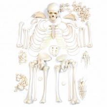 Disarticulated Human Skeleton Models :: Sports Supports | Mobility ...