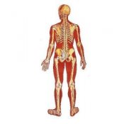 The Human Skeleton Poster :: Sports Supports | Mobility | Healthcare ...