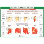 Major Anterior Muscles Anatomy Chart | Health and Care