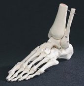 Anatomical Foot Skeleton Model :: Sports Supports | Mobility ...