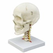 Skull on Cervical Vertebrae with Cervical Muscles | Health and Care