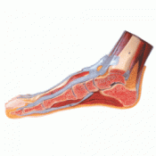 Brain Section Model With Medial And Sagittal Cuts :: Sports Supports ...