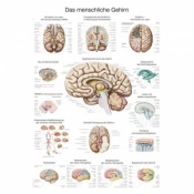 Human Brain Chart :: Sports Supports | Mobility | Healthcare Products